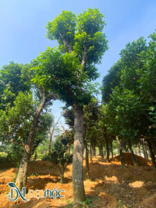 Gốc cây hoa ngọc lan cổ thụ cao hơn 6m, tán lá xanh tốt