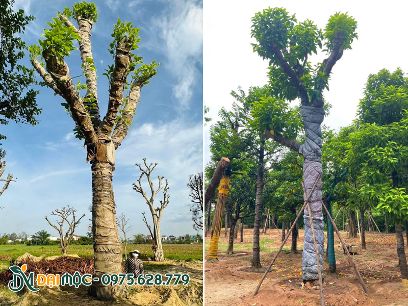 Hai gốc cây ngọc lan cổ thụ đường vanh gốc gần 200cm đang dưỡng ủ tại vườn