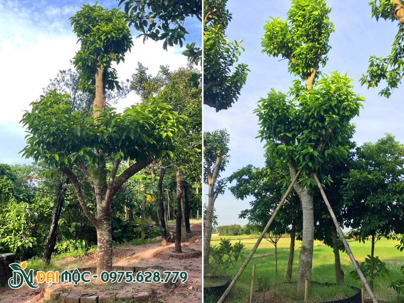 Ngọc lan cổ thụ đã dưỡng ủ hơn 1 năm, chiều cao 4 - 5m
