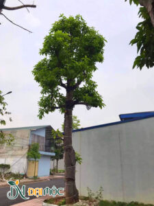 Ngọc lan cao hơn 6m, đường kính gốc hơn 30cm