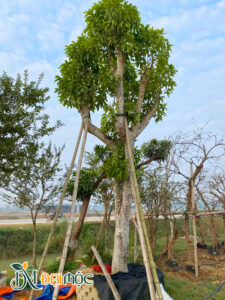 Cây ngọc lan cổ thụ đang dưỡng ở Hưng Yên, chiều cao 4.5m