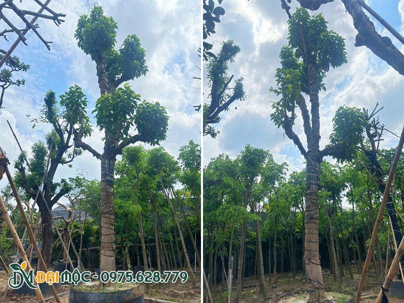 Gốc cây ngọc lan cổ thụ đã dưỡng ủ gần 1 năm, chiều cao hơn 7m
