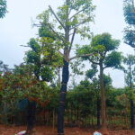 Cây hoa ngọc lan trắng vanh gốc 80cm