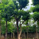 Cây nhãn cổ thụ 20 năm tuổi