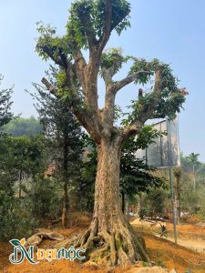 Gốc nhãn cổ thụ bứng thẳng, vanh hơn 200cm