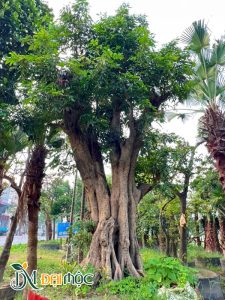 Cây nhãn cổ thụ dáng trực, đường kính gốc hơn 80cm