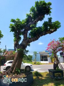 Cây dáng bay siêu đẹp, chiều cao tổng thể khoảng 3m
