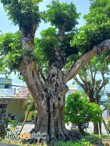 Cây Nhãn Cổ Thụ