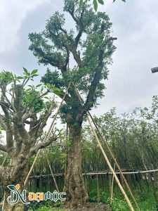 Gốc nhãn đang dưỡng ủ tại vườn, chiều cao 5.5m, đường kính gốc hơn 45cm