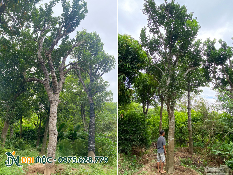 Cây bưởi cổ thụ cao 7 - 8m đang dưỡng ủ tại vườn ở Hung Yên
