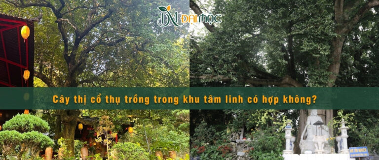 Cây thị cổ thụ trồng trong khu tâm linh có hợp không? 