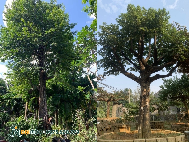 Cây thị cổ thụ xanh tốt do đã thích nghi