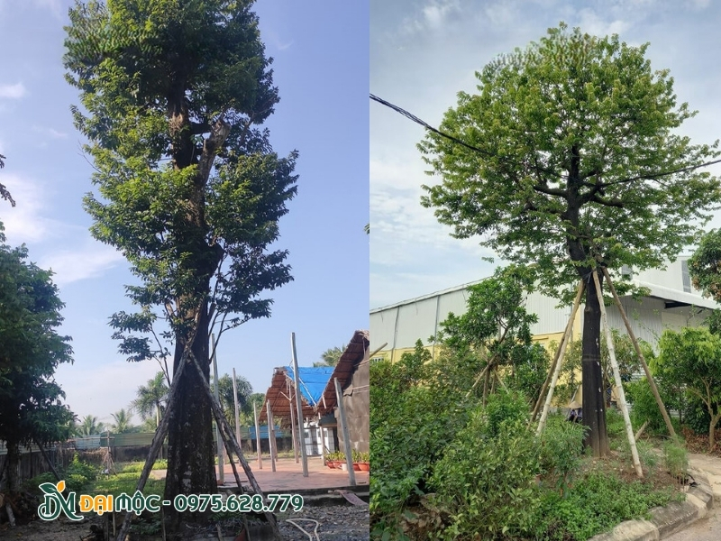 Chống cọc cho cây thị cổ thụ mới trồng