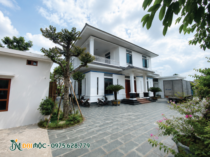 Cây vú sữa cổ thụ mới trồng đang cần chống cọc