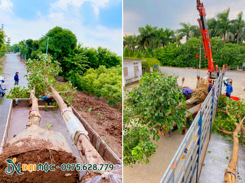 Cần cẩu đang xếp cặp cây bồ đề cổ thụ đường kính gốc trên 45cm lên xe