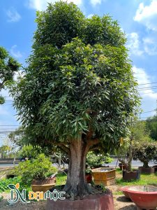 Cây Xoài Cổ Thụ
