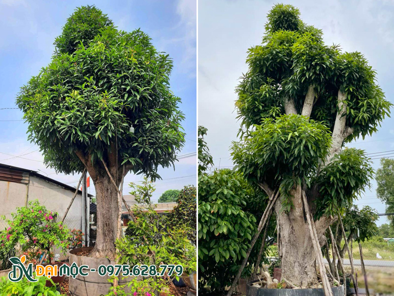 Những gốc cây xoài cổ thụ cao 4m, đường kính gốc 50 - 60cm