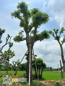 Cây xoài cổ thụ mới dưỡng ủ, đầu cành đang ra chồi non