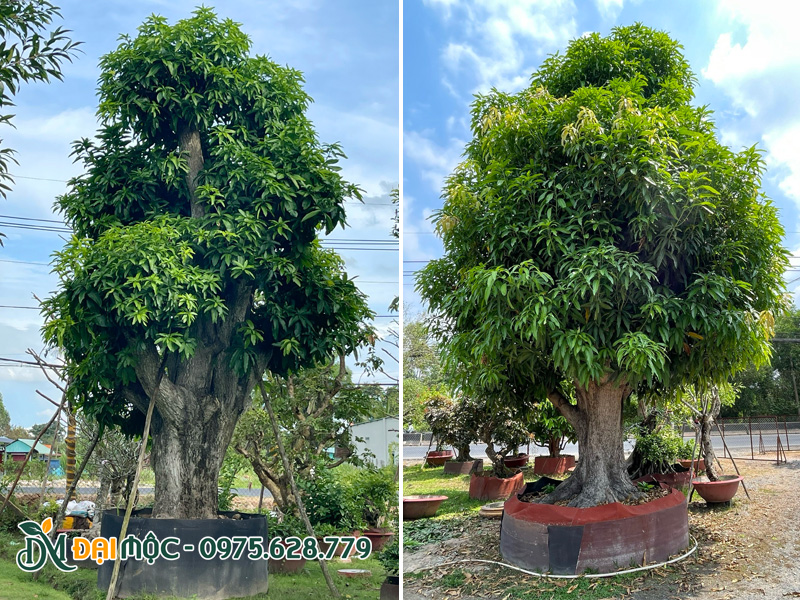 Những gốc xoài cổ thụ phù hợp với sân vườn, khuôn viên rộng