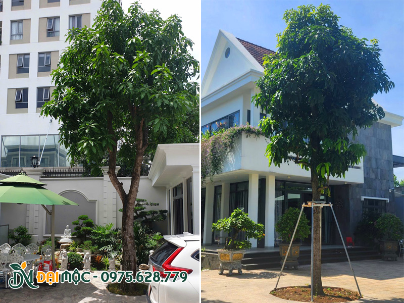 Những cây xoài lâu năm cao 7 - 8m trồng sân vườn biệt thự