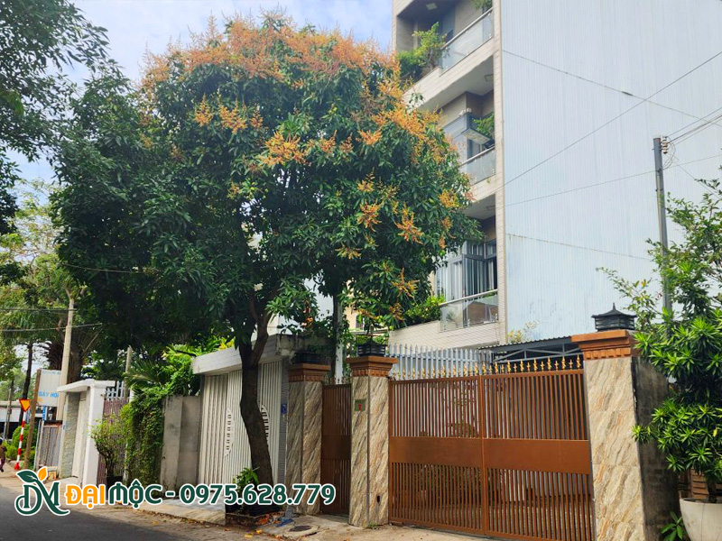 Cây Xoài trồng trước cổng nhà, hoa ra sai trĩu