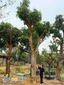 Gốc cây xoài cổ thụ vanh 170cm, cao hơn 6m