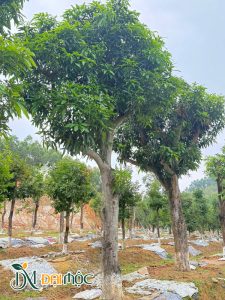 Cây đã dưỡng ủ khoảng 2 - 3 năm, tán lá đã hoàn thiện sẵn sàng ra hoa