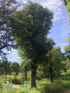 Gốc xoài đại thụ cao 8m, đã dâm ủ hơn 3 năm