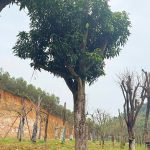Cây xoài cổ thụ tinh tuyển 20 - 50 năm tuổi