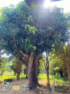 Gốc xoài đại thụ, vanh khoảng 300cm