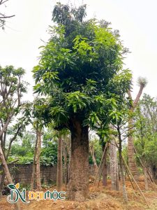 Giống xoài tròn Yên Châu, vanh gốc gần 200cm