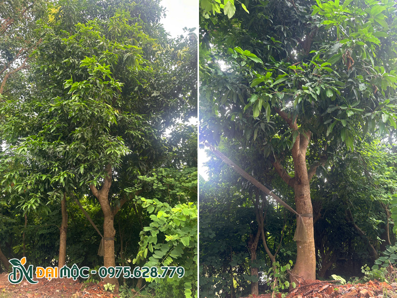 Cây xoài chưa bứng, đường kính gốc khoảng 35 - 40cm