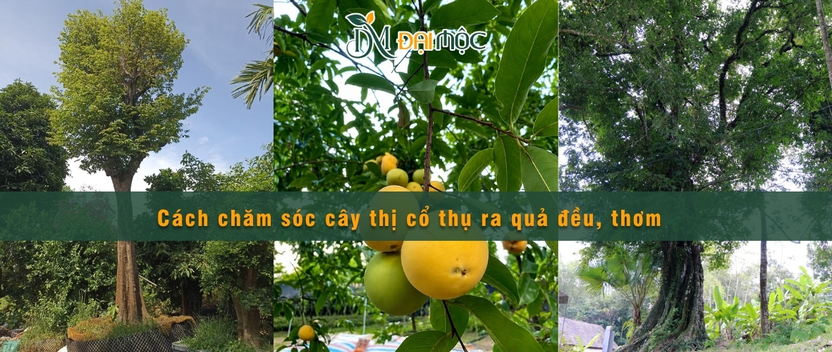 Cách chăm sóc phù hợp cho cây thị cổ thụ ra quả đều