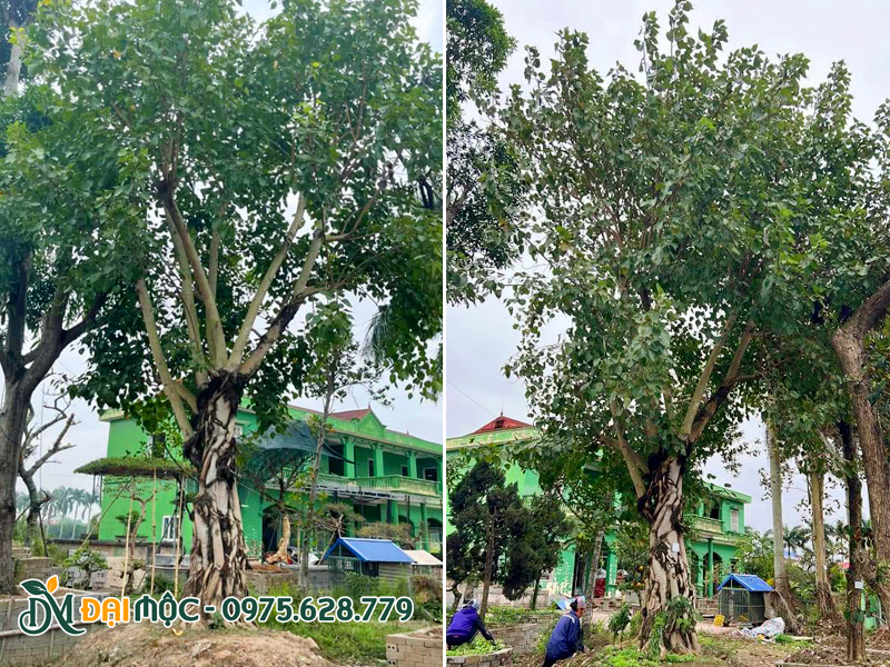 Công nhân nhà vườn đang chăm sóc cây bồ đề cổ thụ cho dự án ở Hà Tĩnh