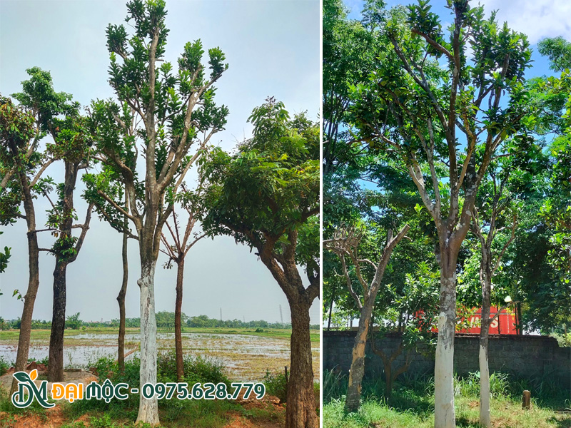 Những gốc cây bưởi cổ thụ, thân được quét vôi cẩn thận