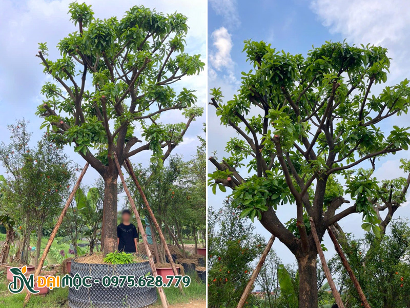 Cành lá cây lộc vừng đang ra nhiều chồi lá non