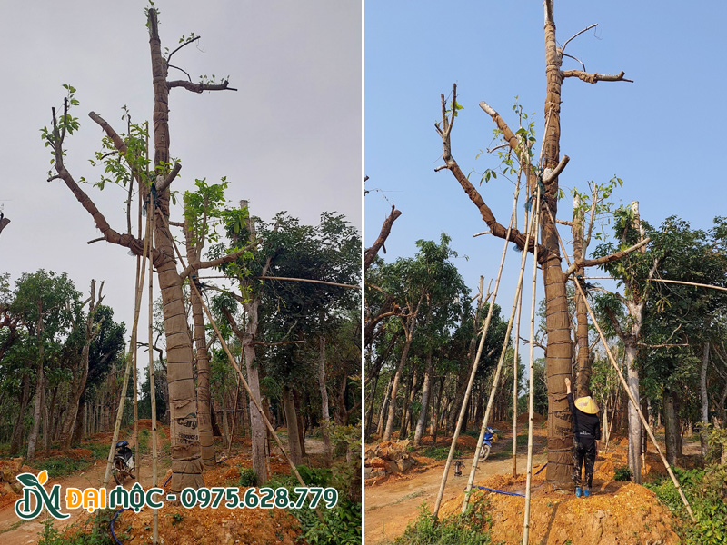 Cây hoa ngọc lan đại thụ cao hơn 7m trồng trên bầu nổi