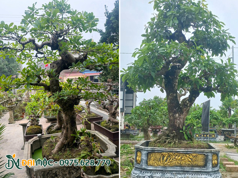 Cây lộc vừng bonsai cổ thụ trồng sẵn trong chậu