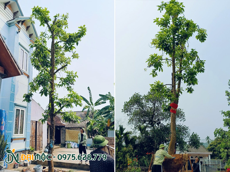 Tiến hành trồng cây ngọc lan cao hơn 6m