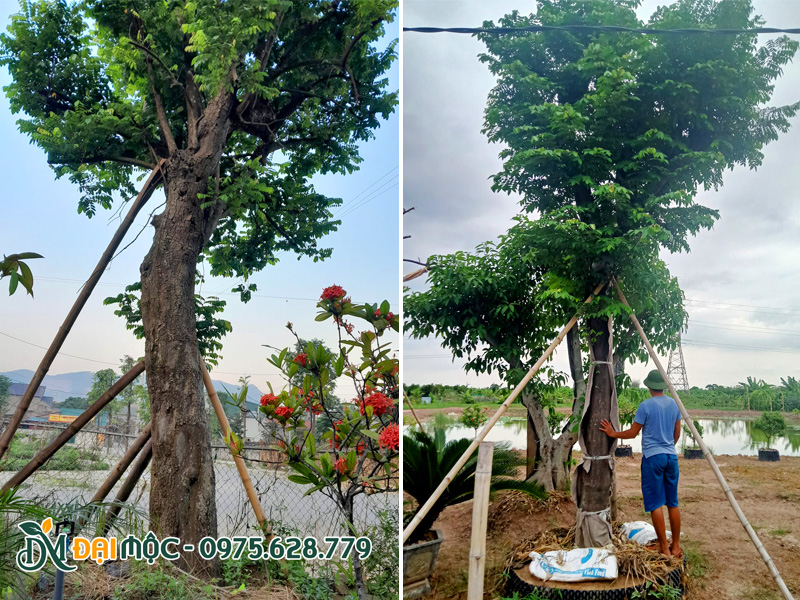 Trồng và chống cọc cố định cho cây khế cổ thụ đường kính gốc 40 - 50cm