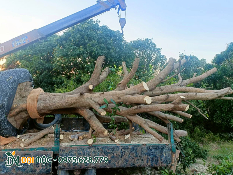 Cẩu cây xoài cổ thụ vanh gốc 180cm lên xe và vận chuyển giao cho khách