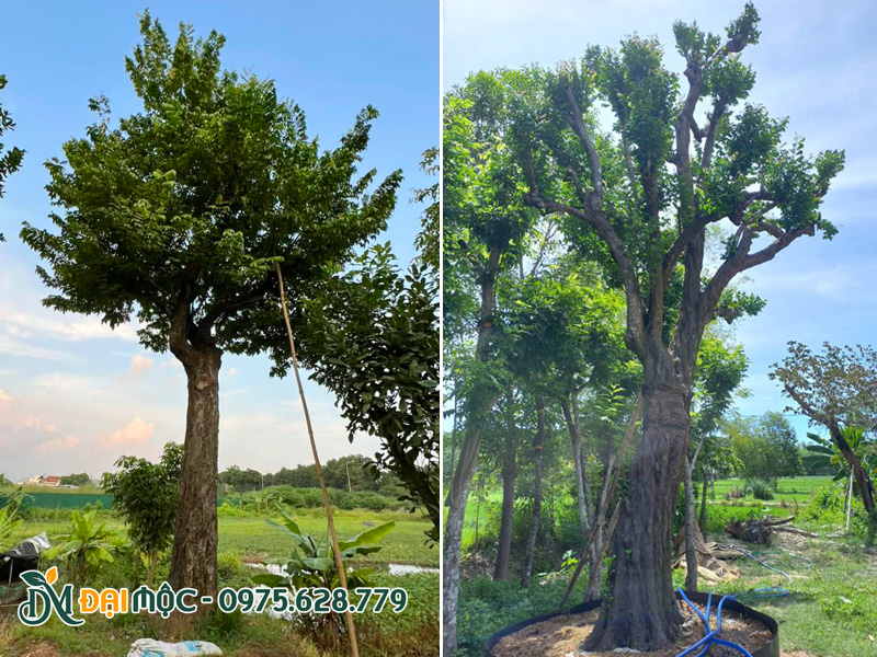 Những gốc khế tại vườn ủ của Cây Xanh Đại Mộc