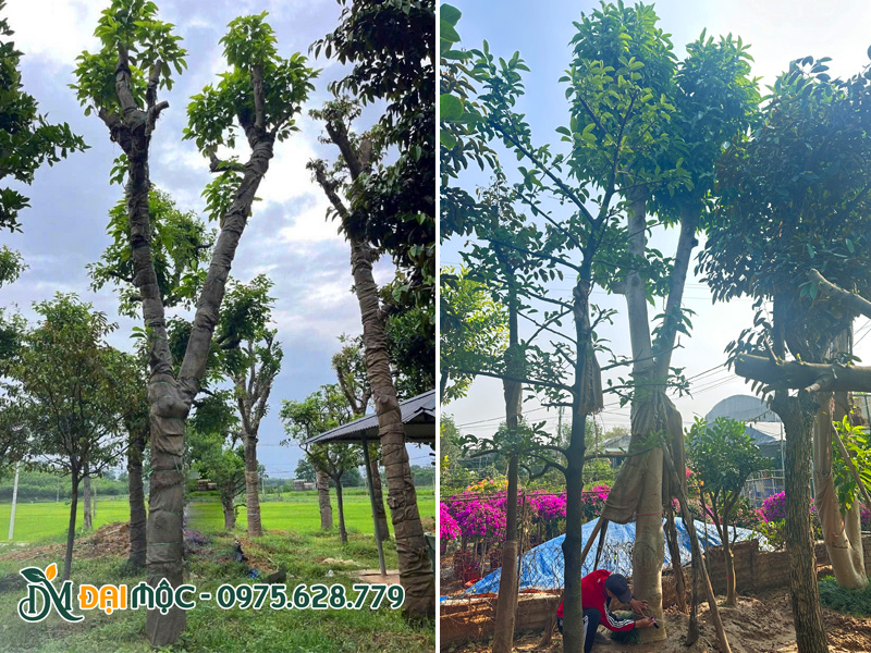 Cây hoa ngọc lan cổ thụ cao hơn 5m, vanh gốc hơn 100cm