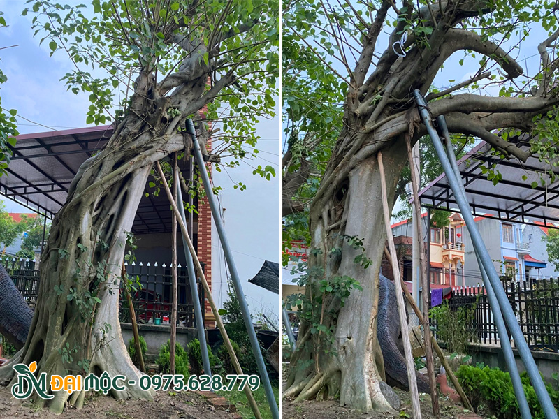 Chống cọc cho cây bồ đề cổ thụ bằng ống tuýp sắt