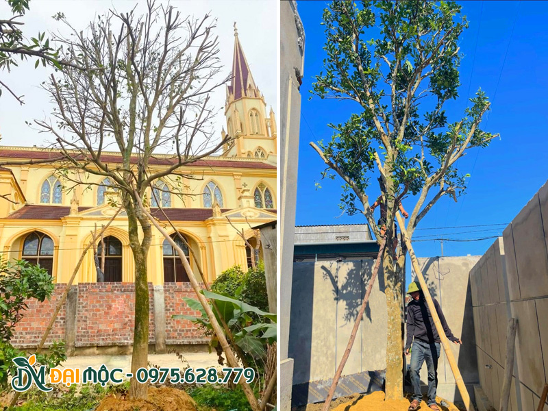 Cây bưởi cổ thụ mới trồng được chống cọc chắc chắn