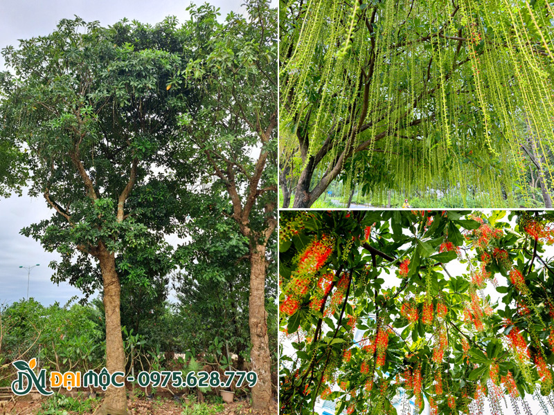 Cây lộc vừng đỏ siêu hoa, dải hoa mọc siêu đều