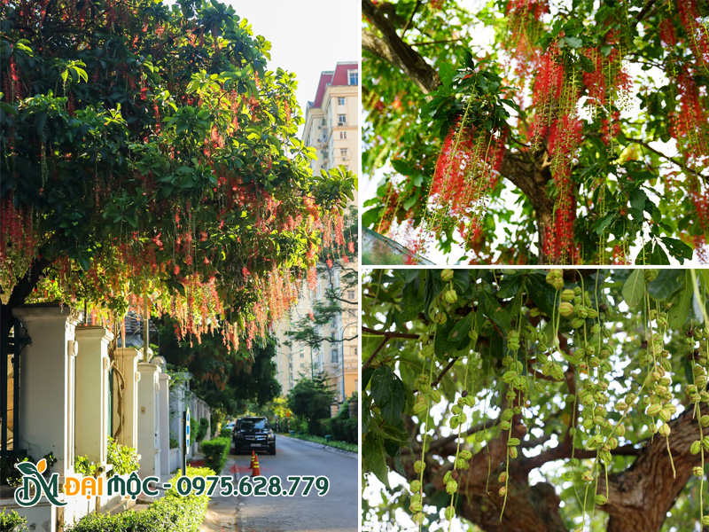 Cây lộc vừng cổ thụ nở hoa đỏ rực