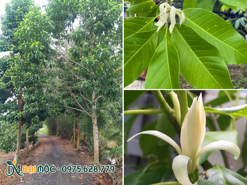 Hàng cây ngọc lan lâu năm, cành lá xum xuê trồng ở khu vực miền Trung
