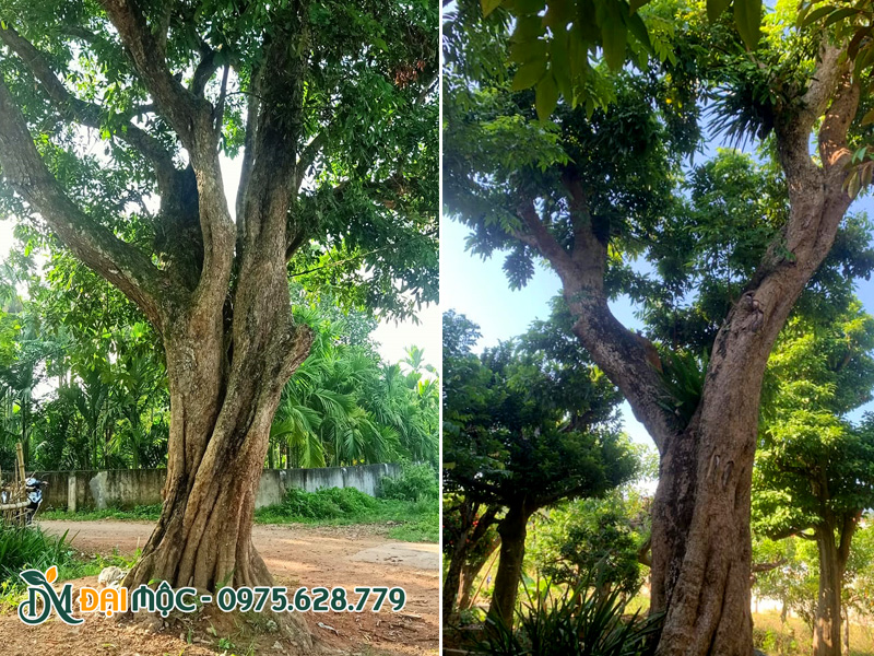 Cây nhãn đại thụ đường kính gốc gần 1m, thân nhiều gân guốc