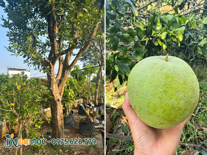 Cây bưởi là cây ăn quả nhiệt đới, ưa khí hậu nhiệt đới và cận nhiệt
